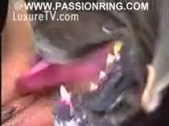 A large K9 mounts a sinful brunette cougar wearing filthy dark underwear and stockings.